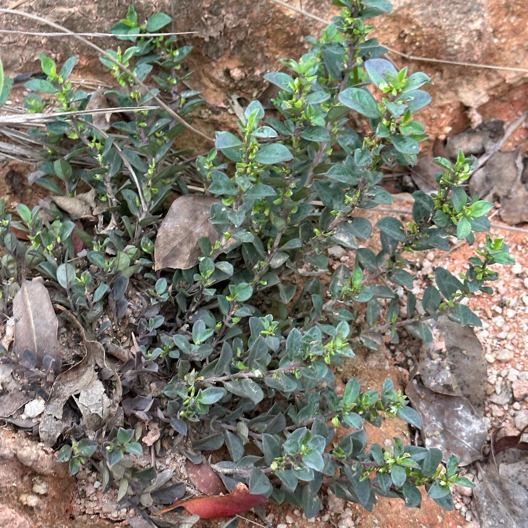 ‰｡◕‿◕｡🌹