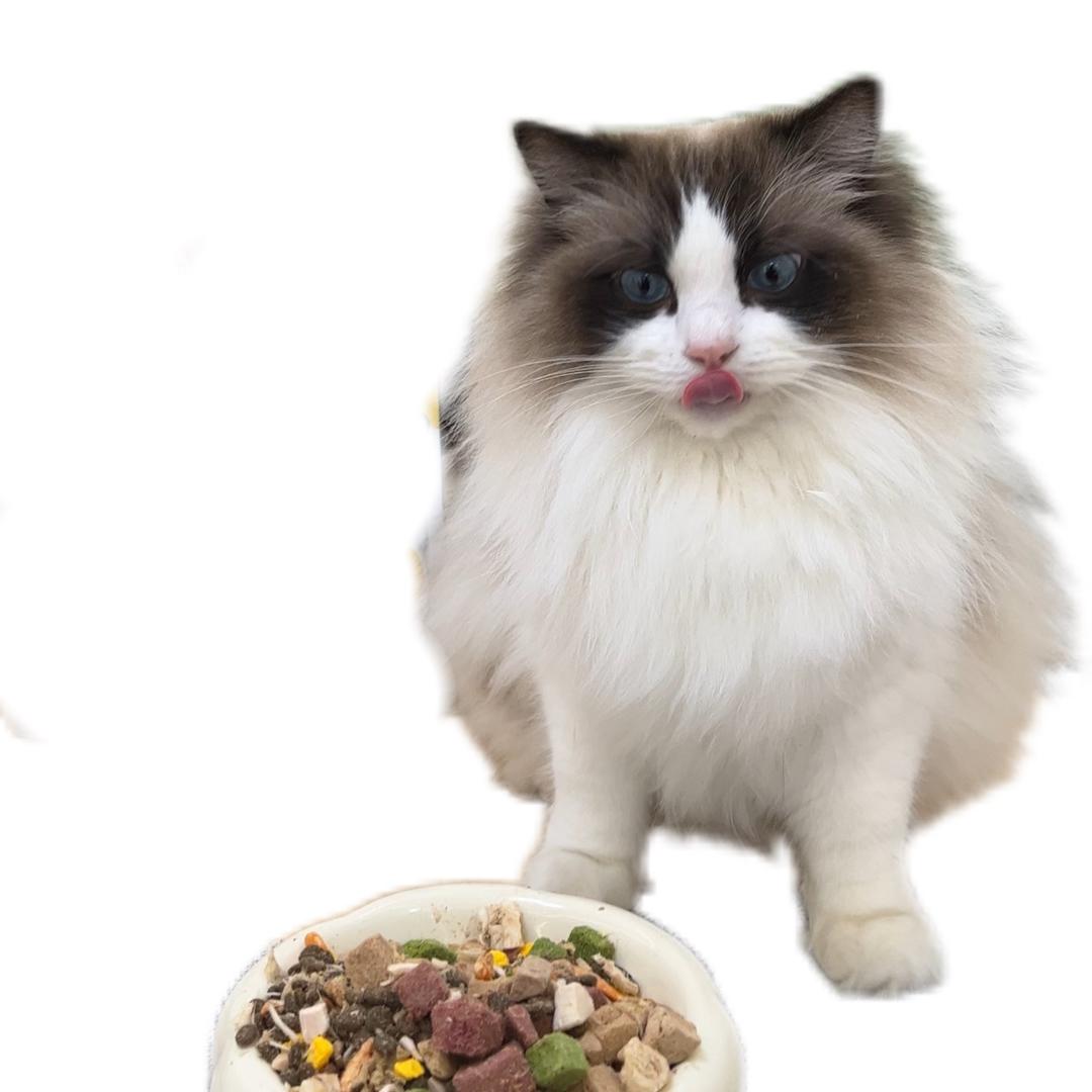 一颗小金豆🐱