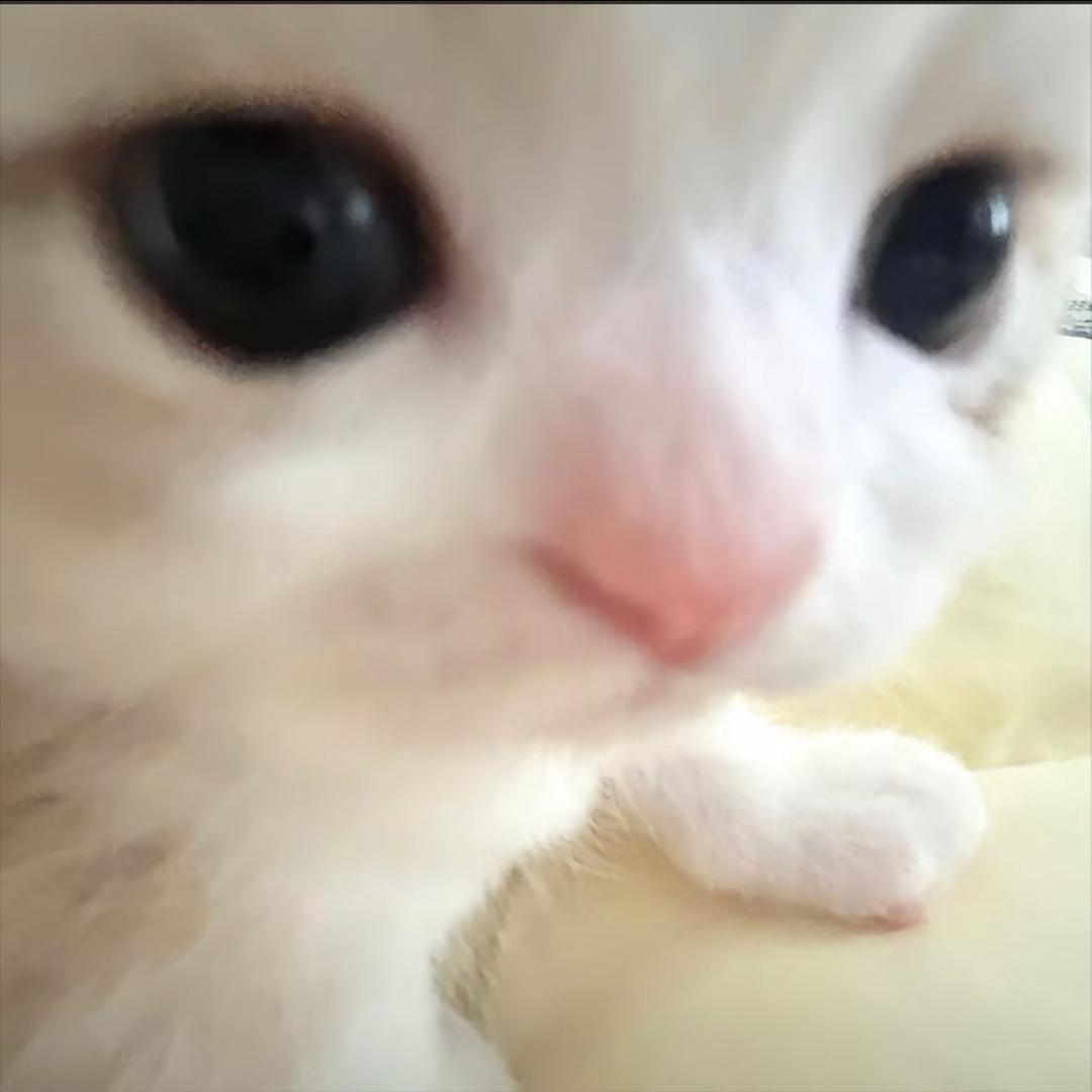 小柠檬🍋
