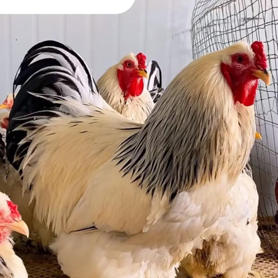 程阳宠物商贸店