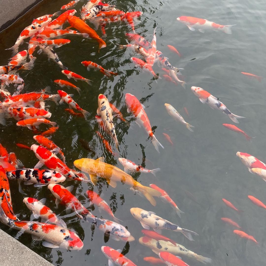 花开富贵，幸福一生