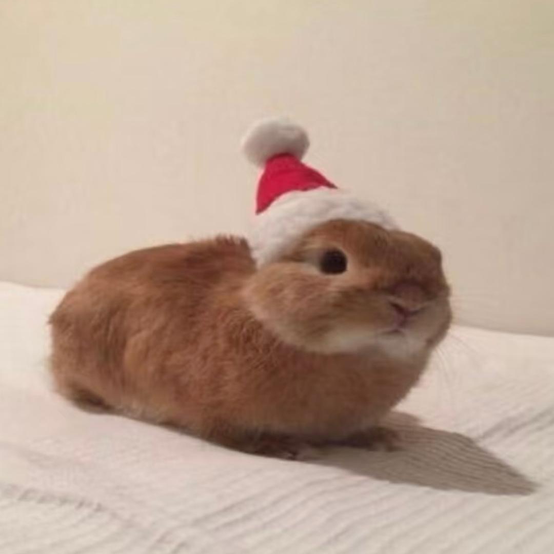 loyalbebe