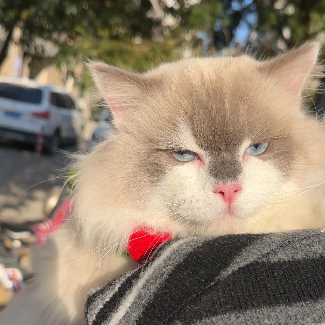 南瓜是个喵🐈