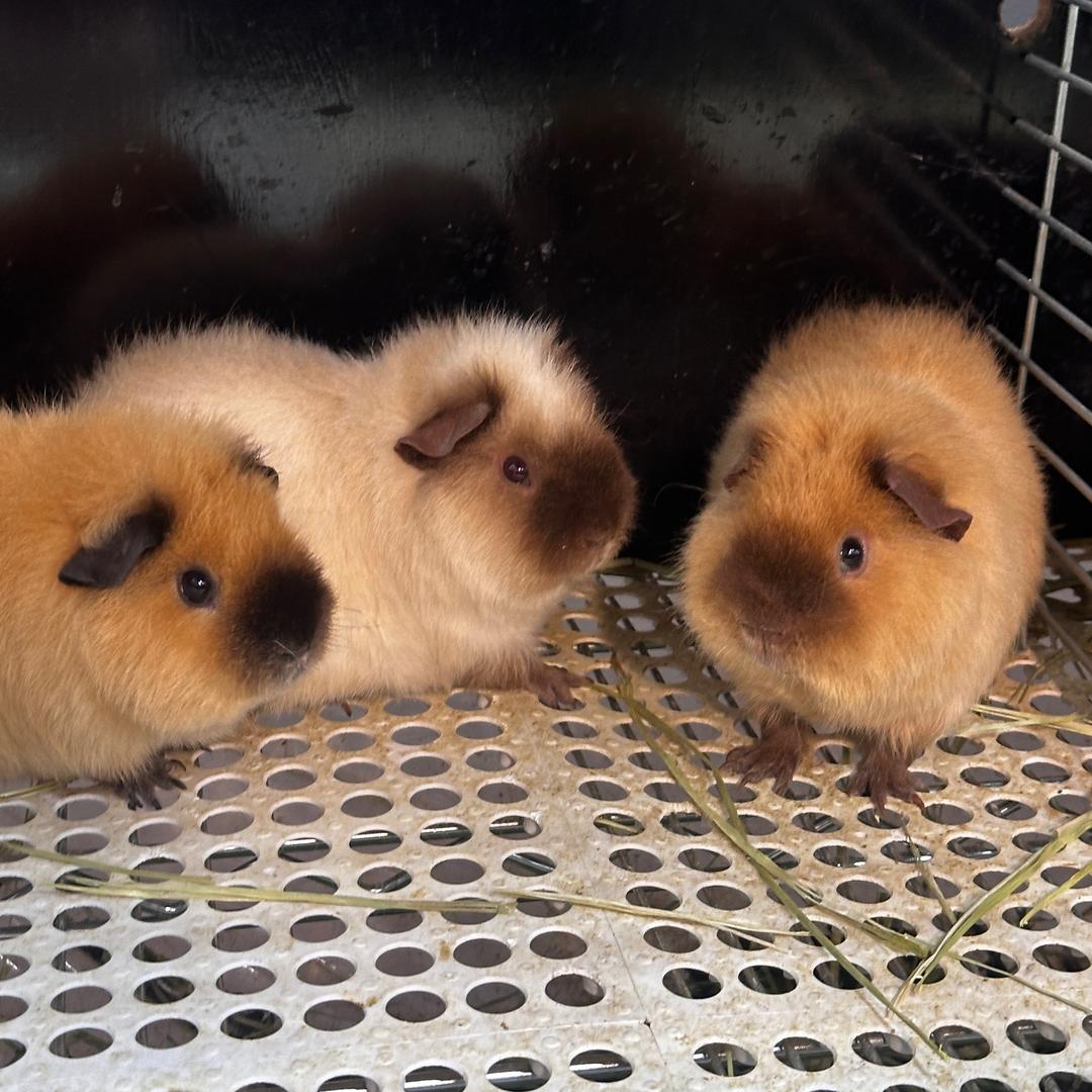 Anna家进口荷兰猪授权号