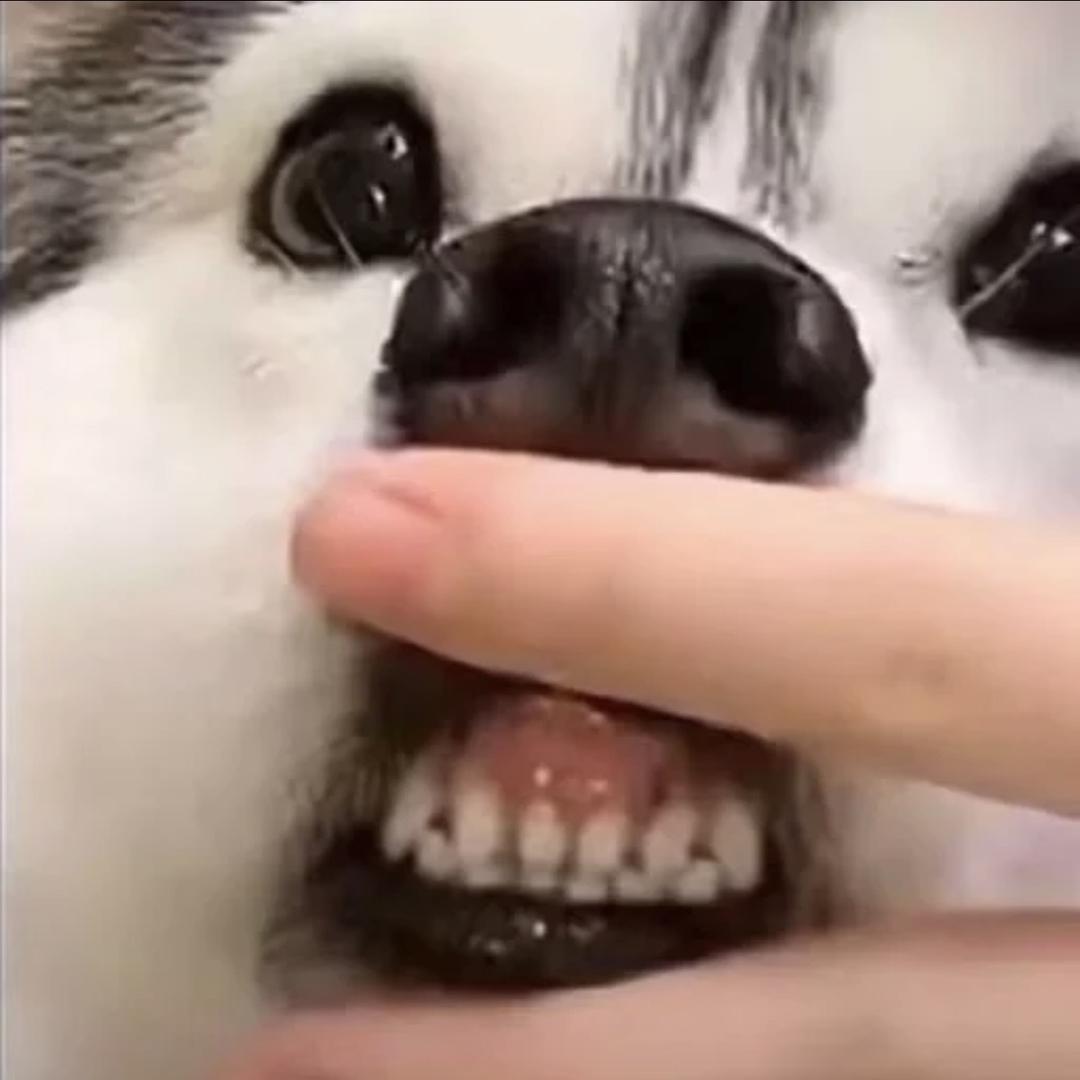 月月真可爱