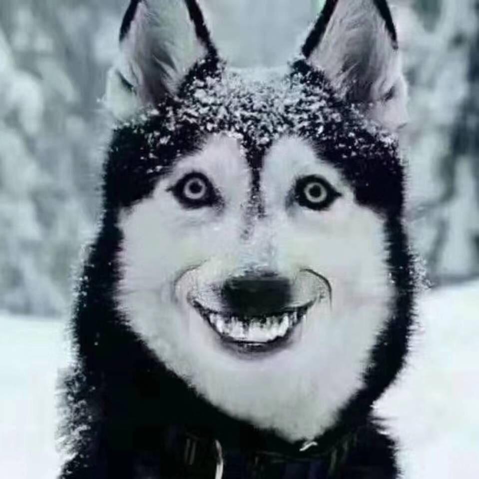 周二哈