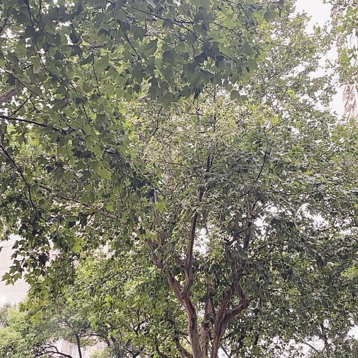 雨朔