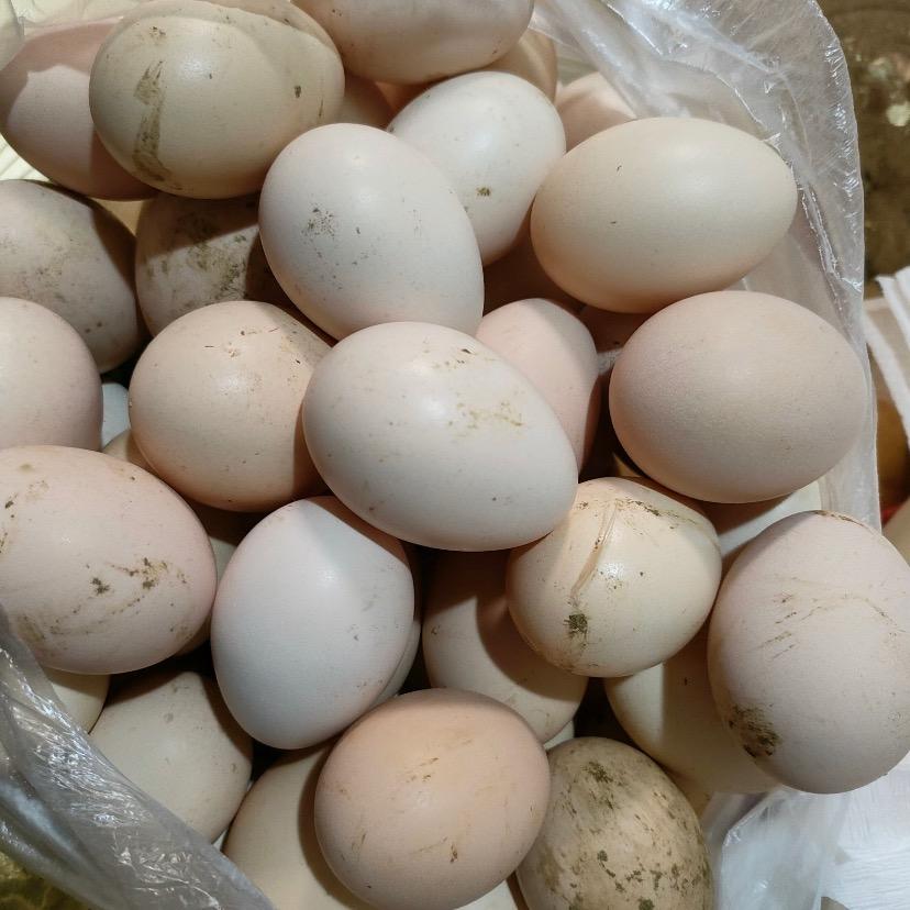 宜丰乡下正宗土鸡蛋🥚