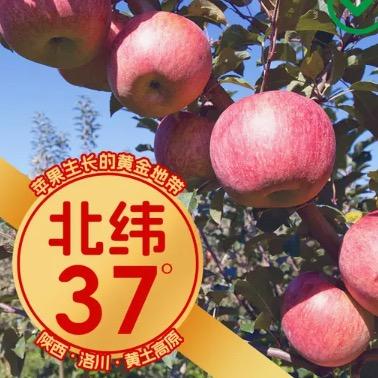 洛川红富士产地现发