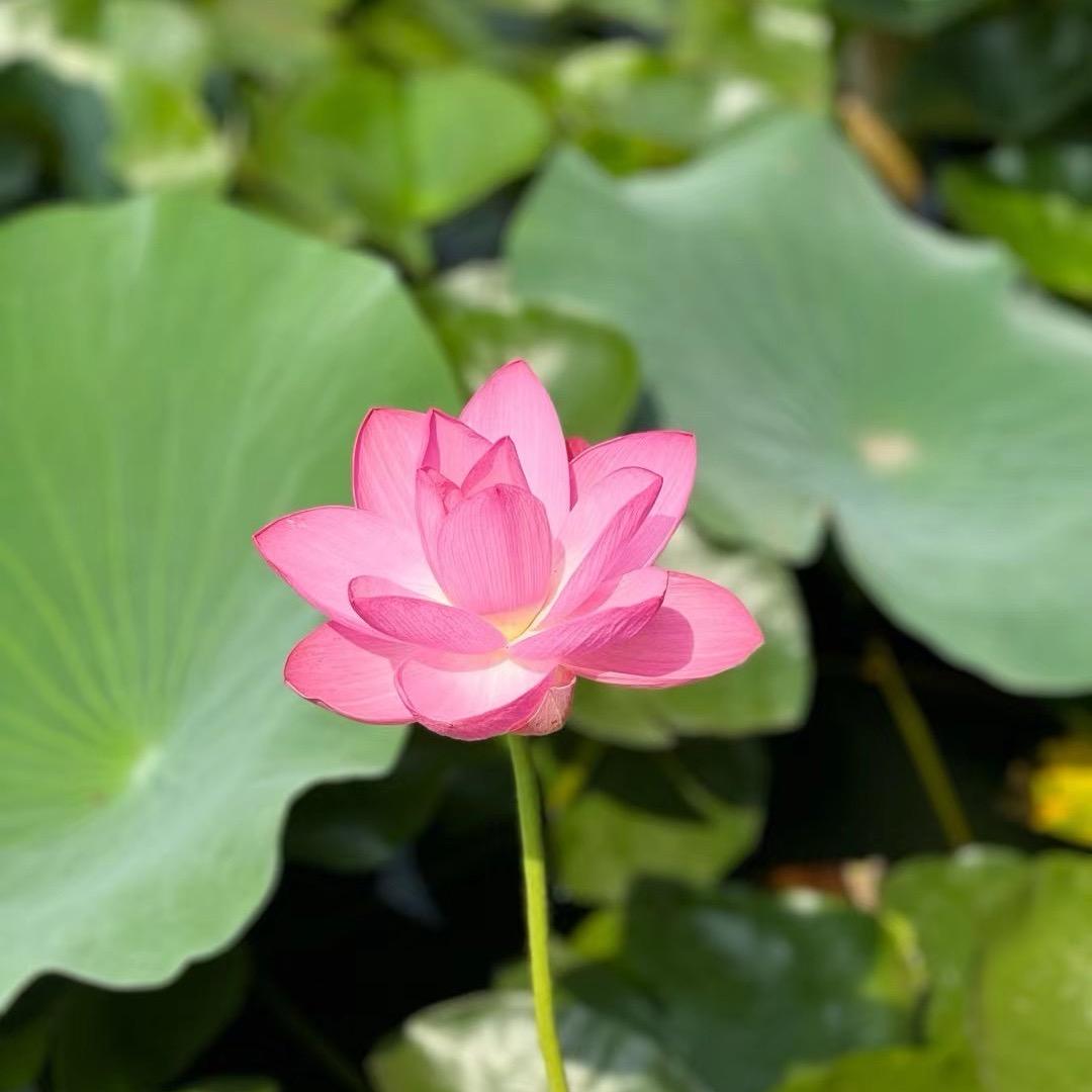 芃芃其麦