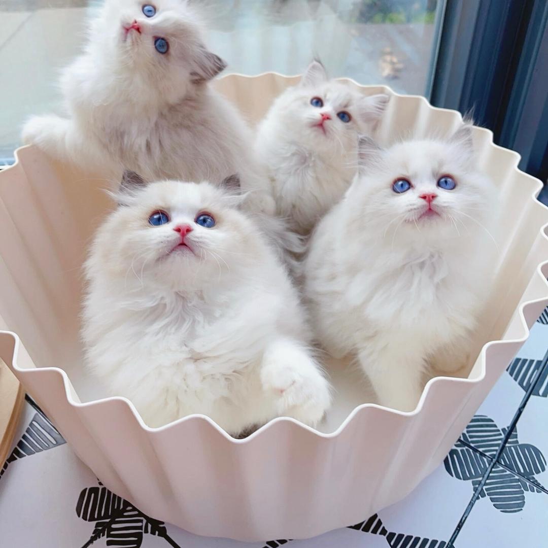 米宝萌萌猫舍