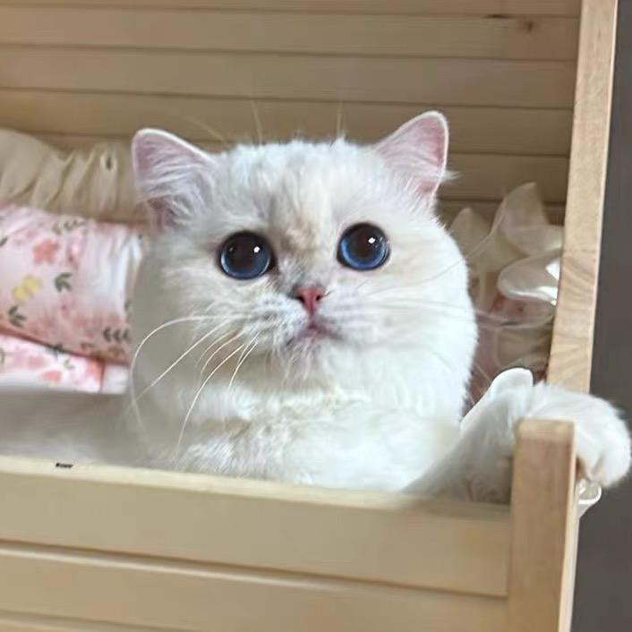 五叔家的猫（直播号）