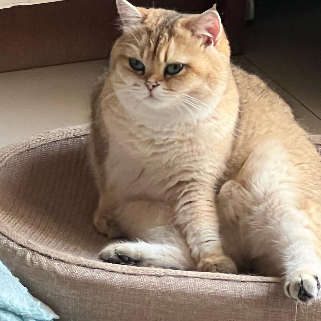 左六右七左正右圆