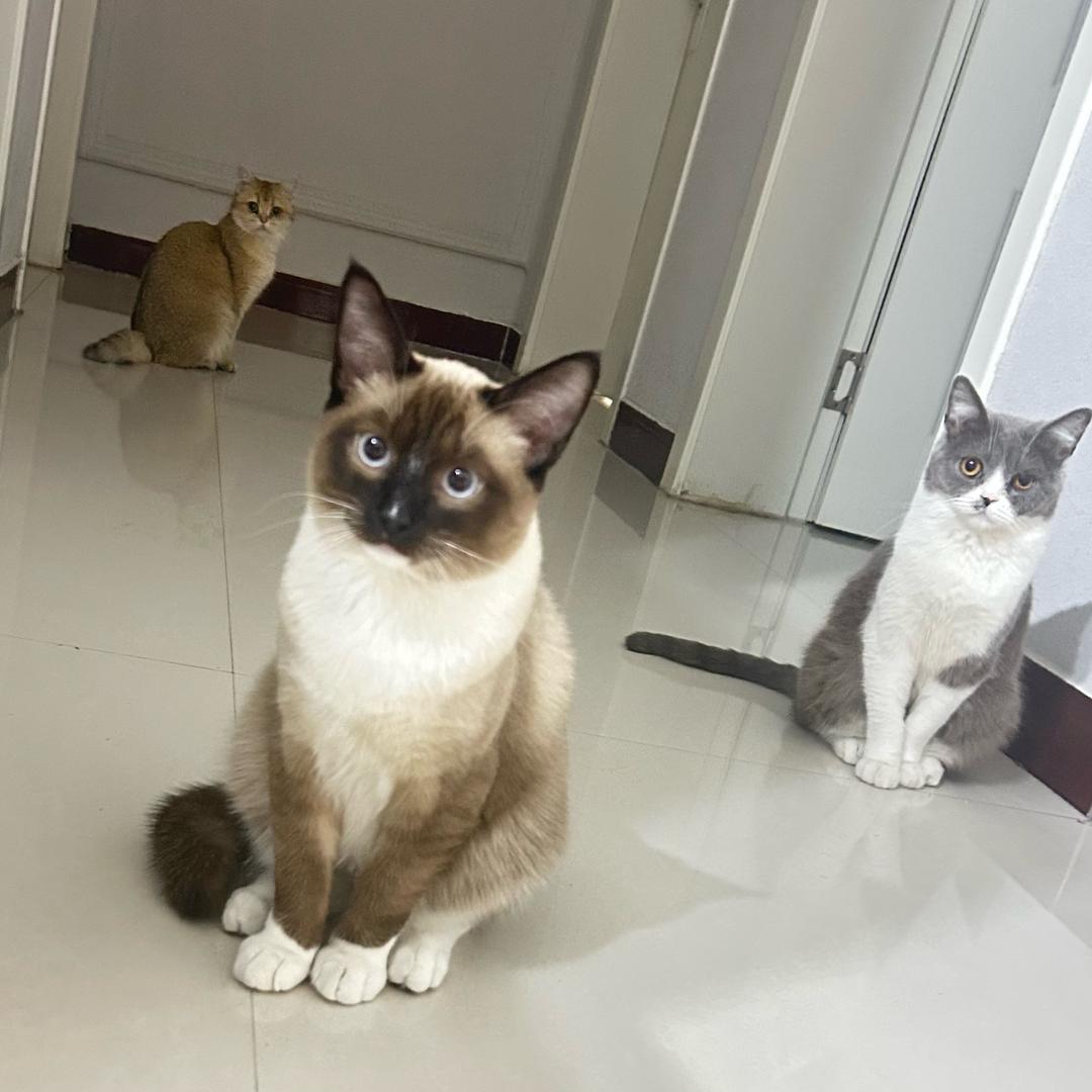 奶牛姥爷