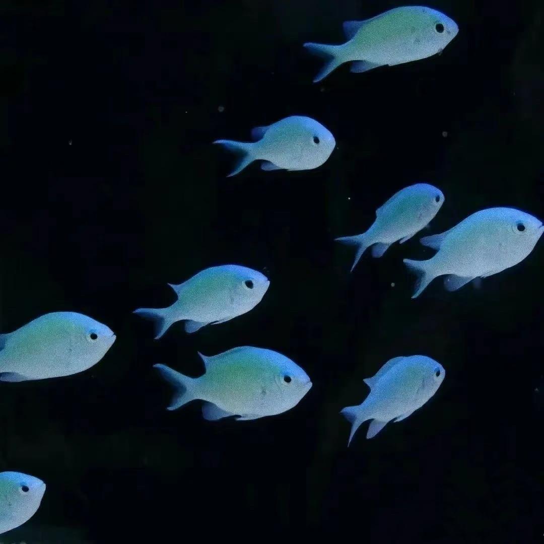 大呲花__