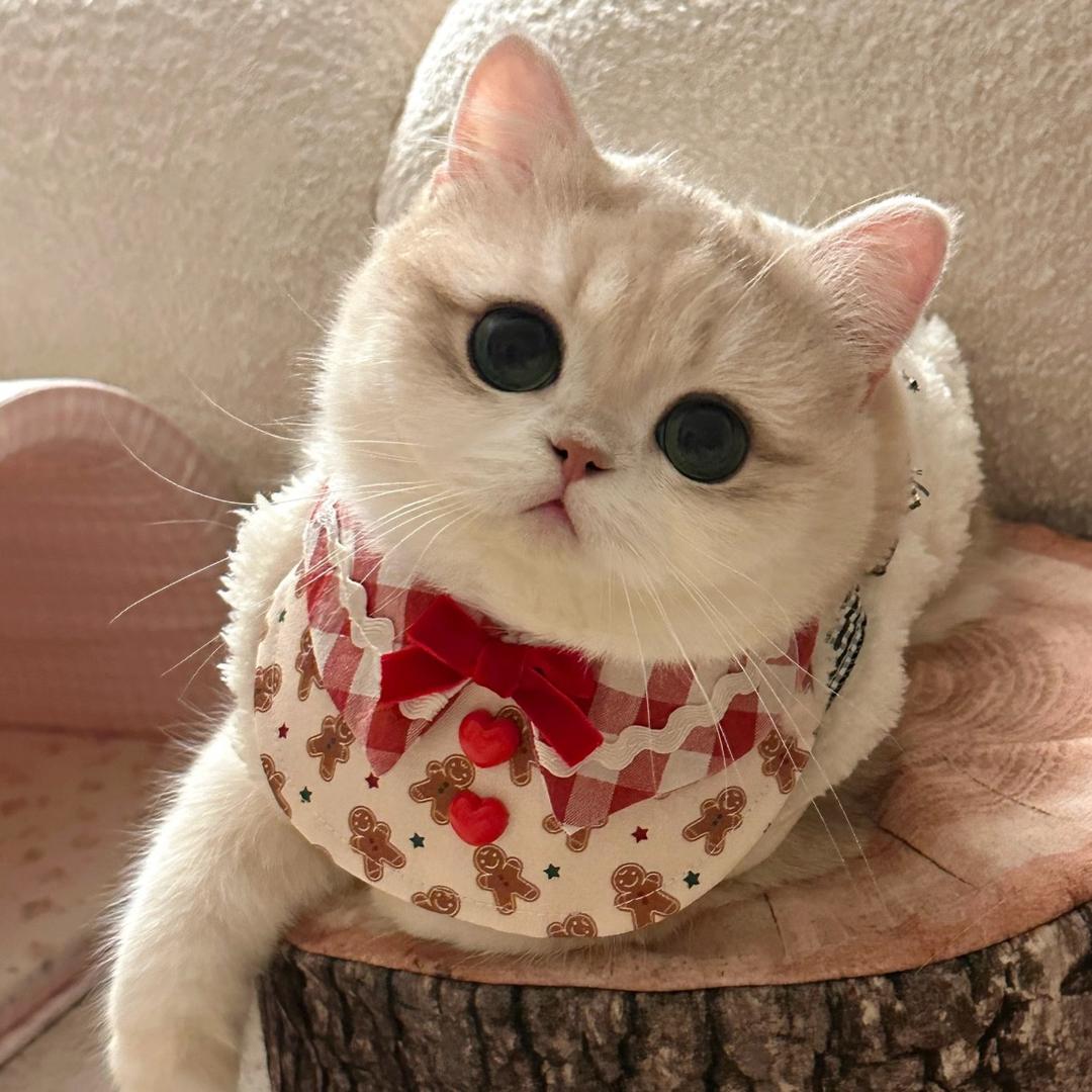 阿基的养猫日记