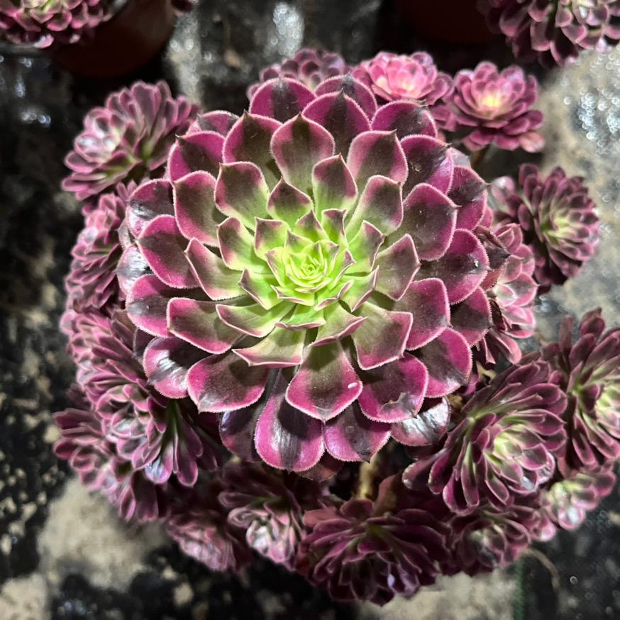 菡菡花卉