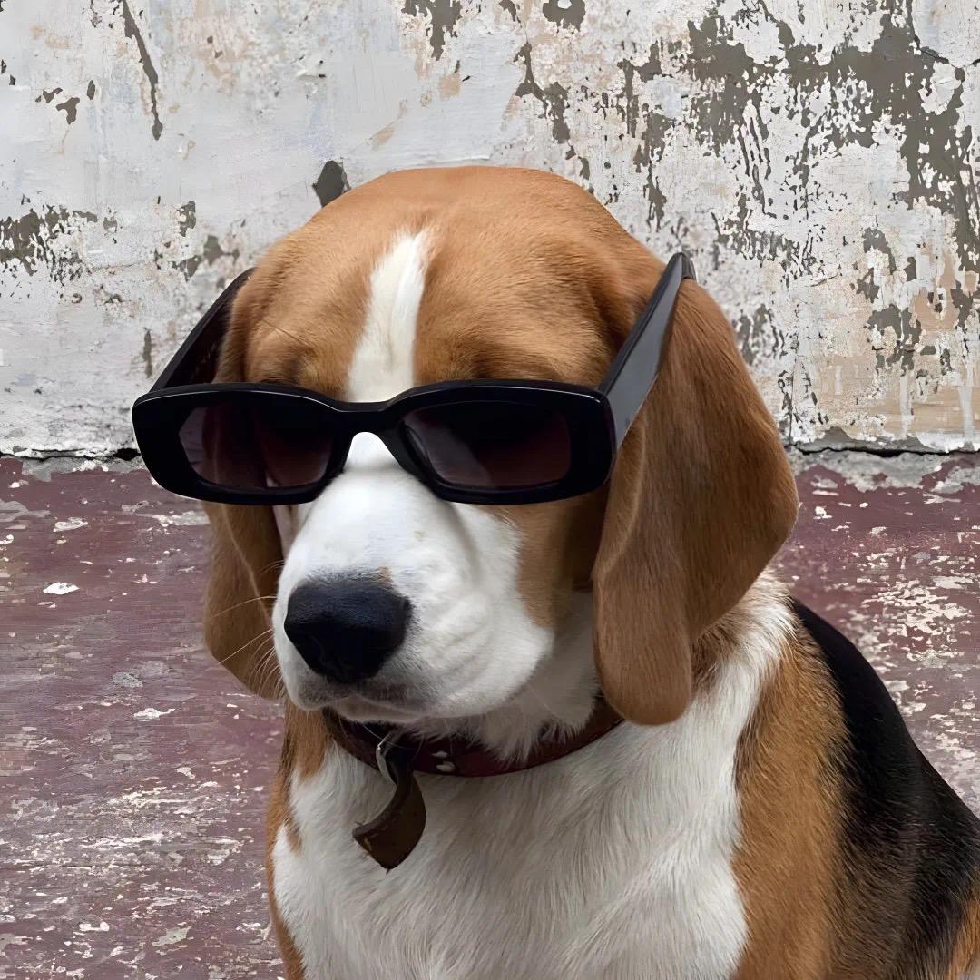 太阳当空赵二狗