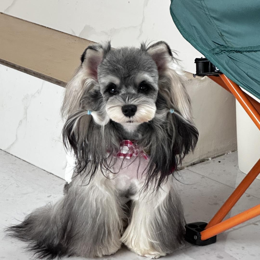 剪狗光宗耀祖发大财