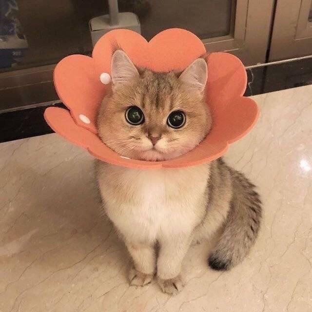 徒手开榴莲