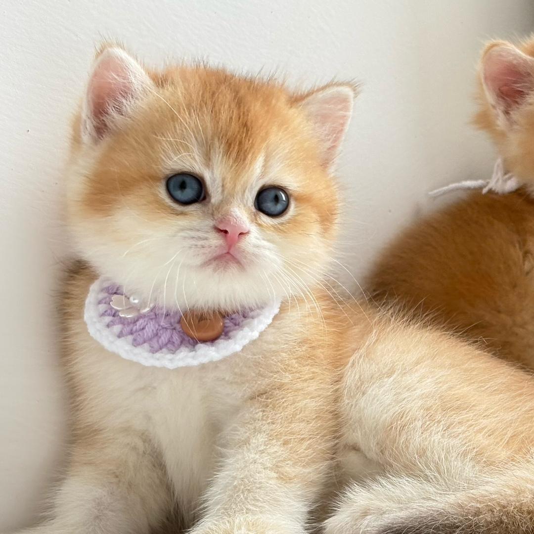 嘻嘻猫舍（金渐层）