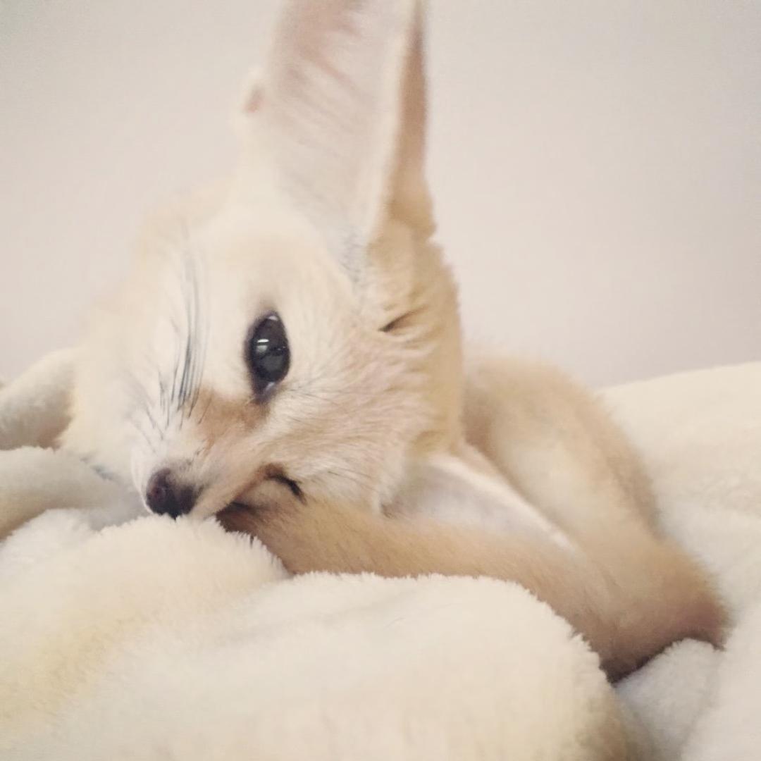 Vv boo