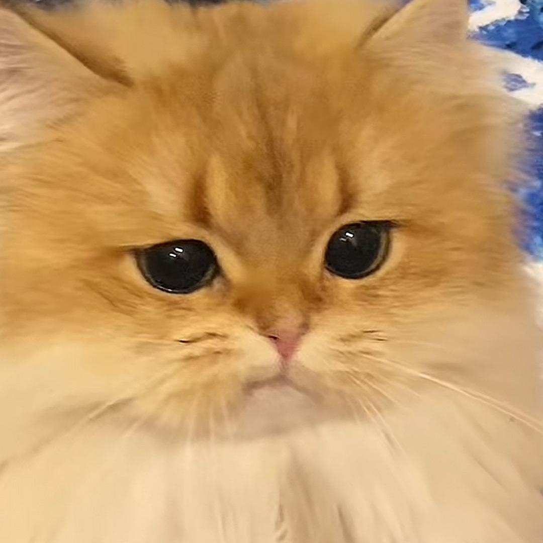 嗯呐家的小猫咪