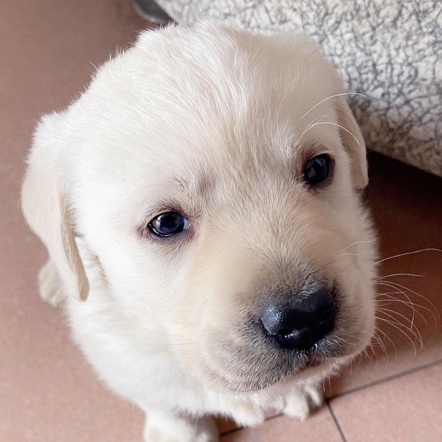 吃饭睡觉打老头