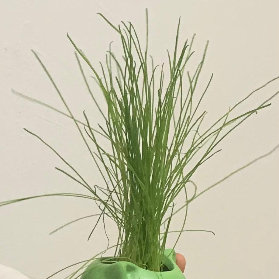 一里才