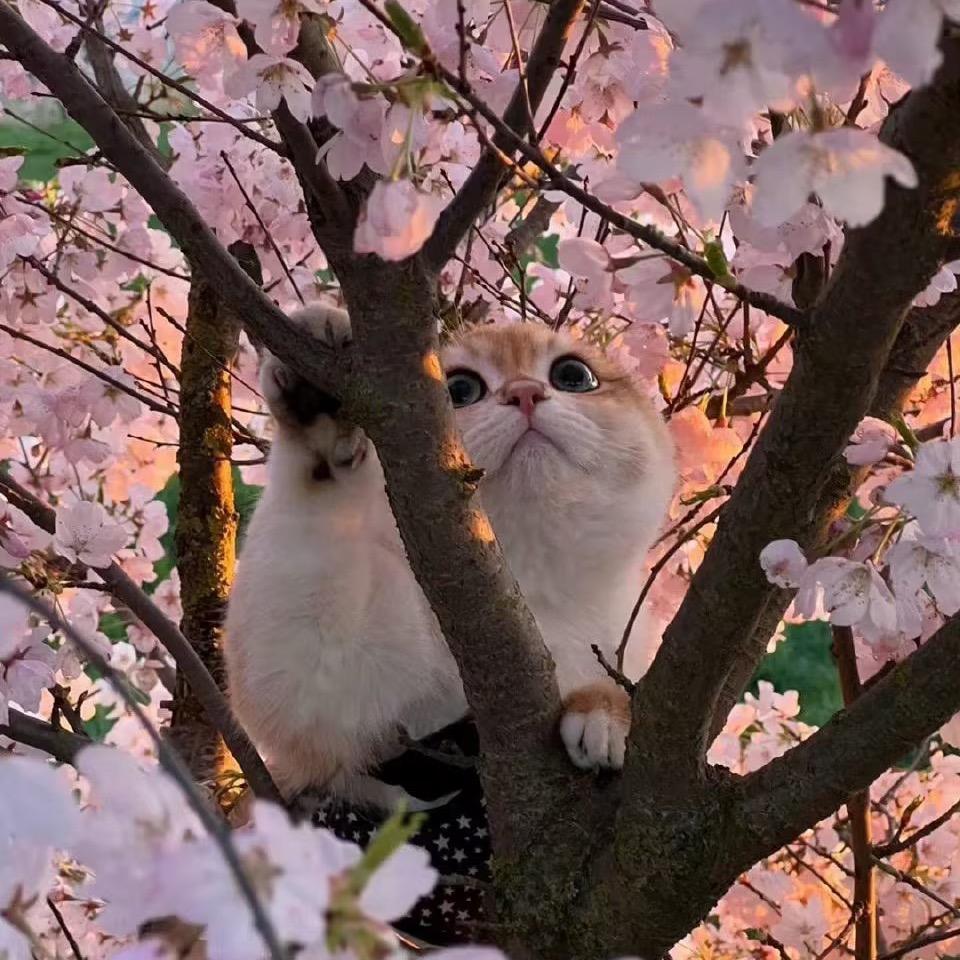 花笺月影来