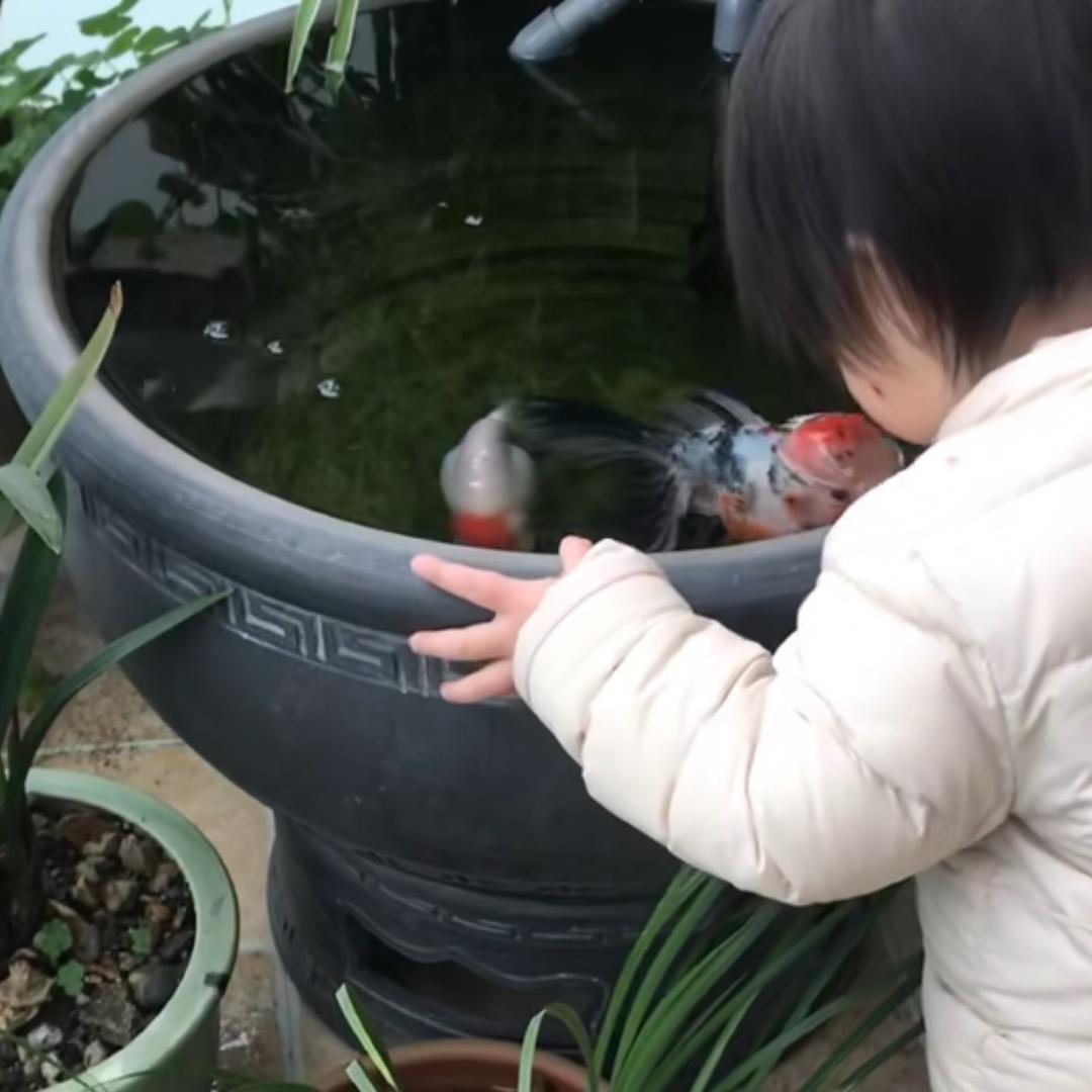 温州木木兰寿