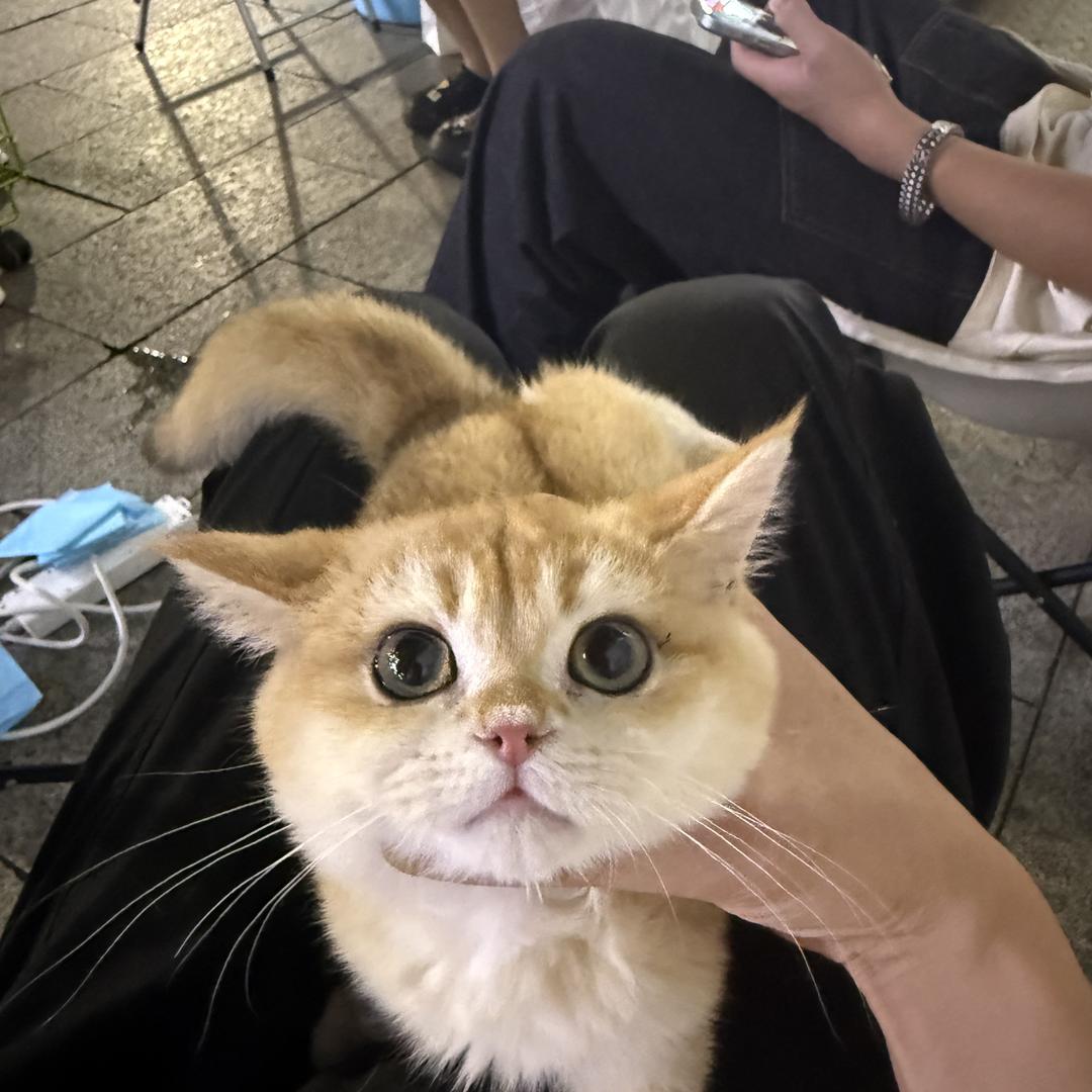 萌宠解忧宠物