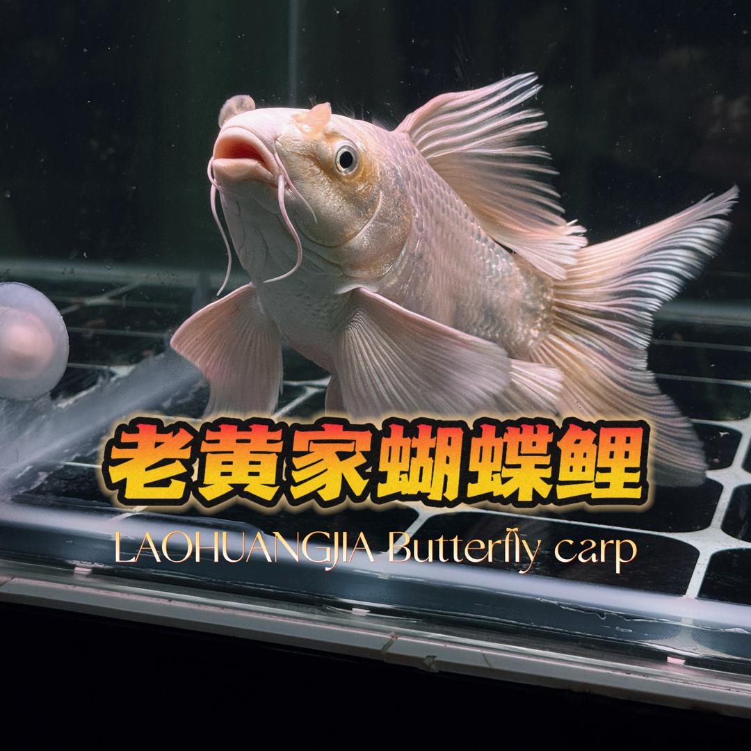 老黄家的蝴蝶鲤养殖场