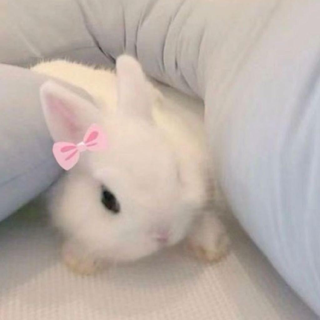 Cattyllo