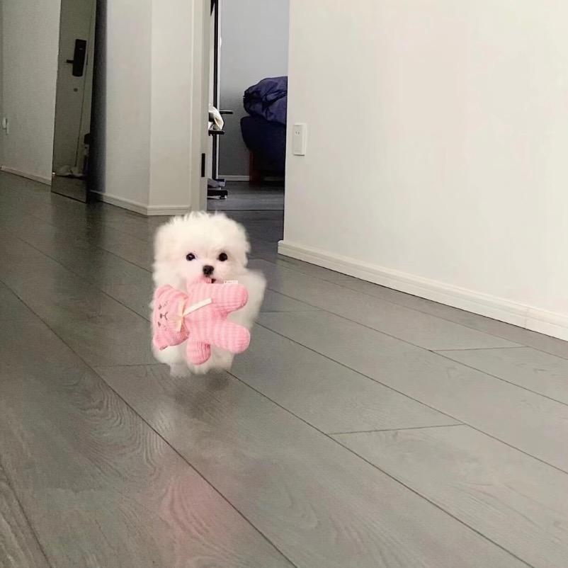 一杯奶盖