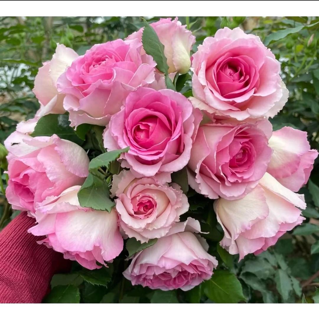 迈迁果爬藤月季花卉