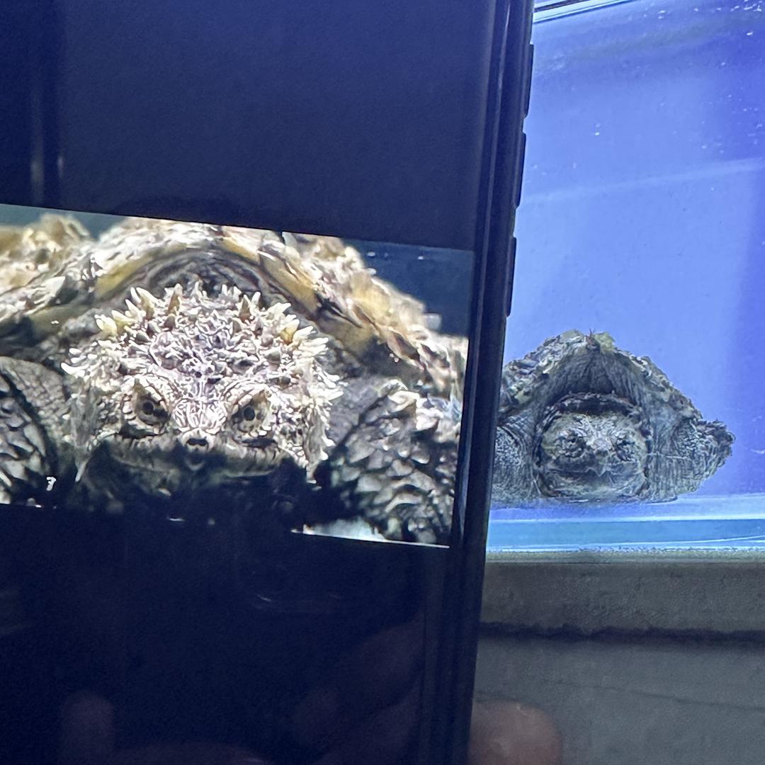 耀森佛鳄养殖场