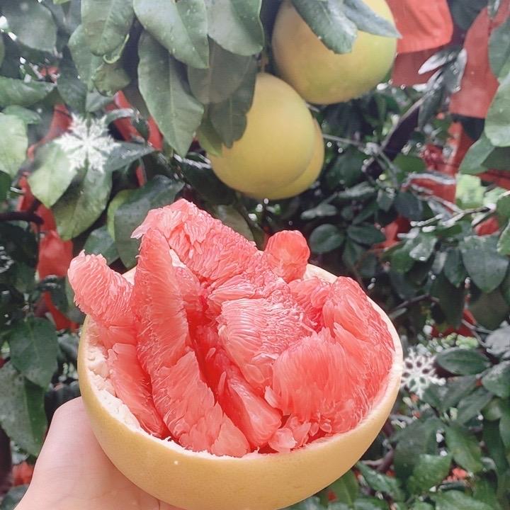 平和县青密果业