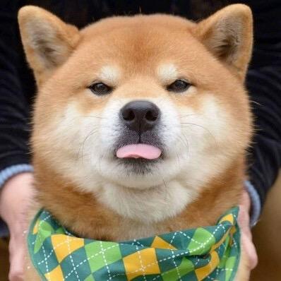 *我是土狗