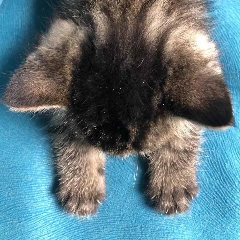 有猫小铺