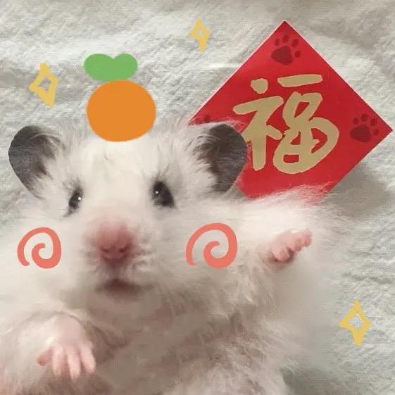 爱好多多的栗子