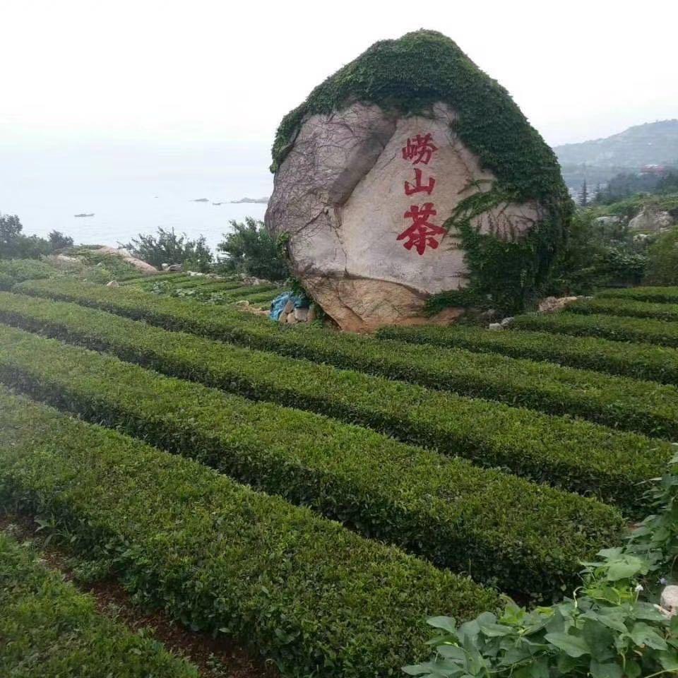 崂山茶赏春茗（崂品春）