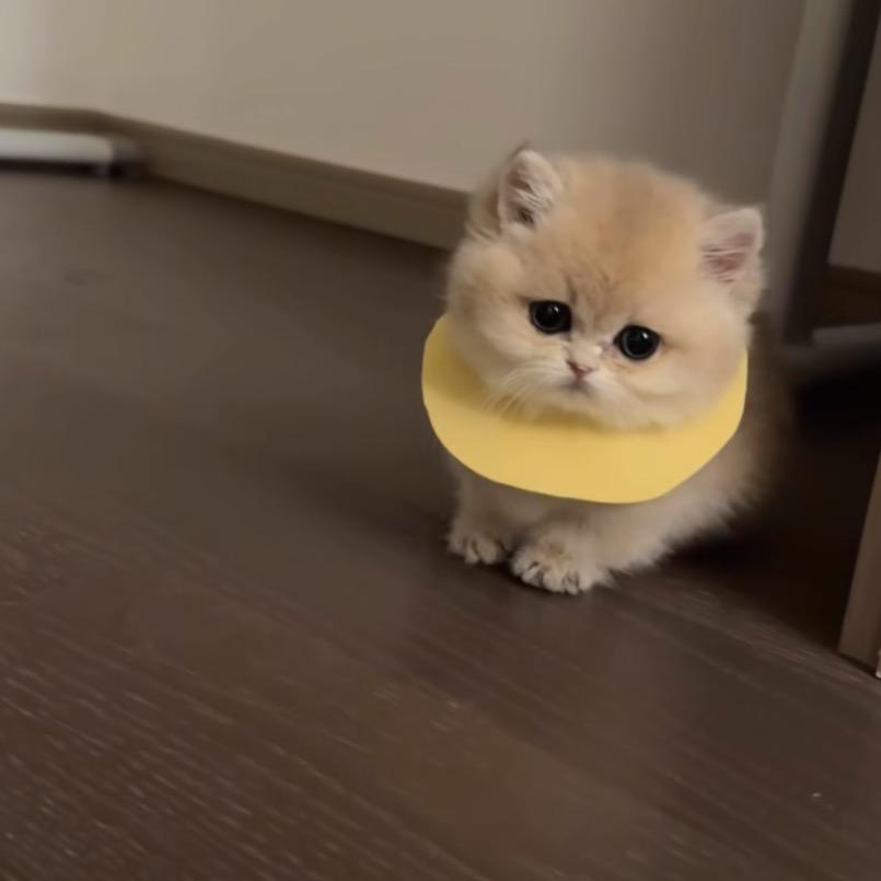 毛线球