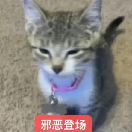 我和小猫一个样