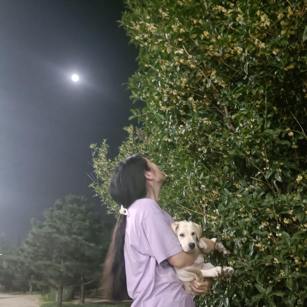 齐司礼的聪明鸟