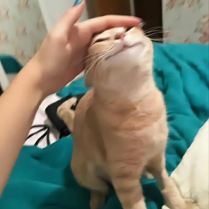 栗花狸狸 (˘͈ᵕ ˘͈❀)