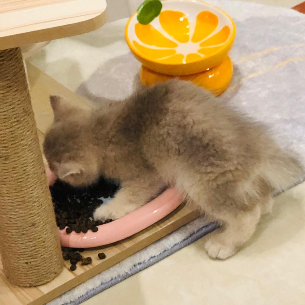 🌈吾家有猫名为初一