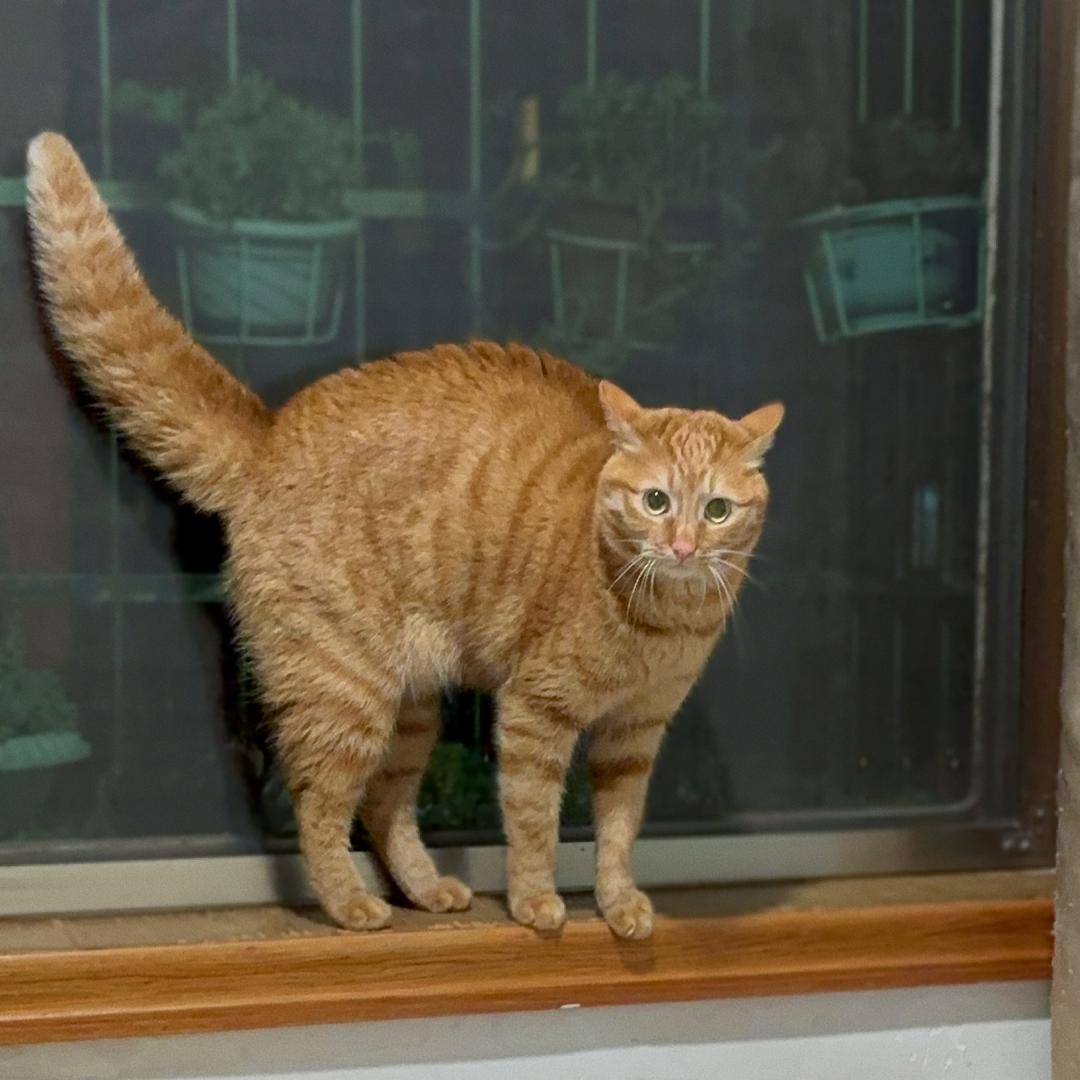 橘子皮是只猫🦁