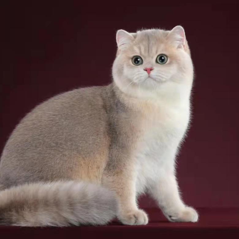 莎莎💍猫公馆