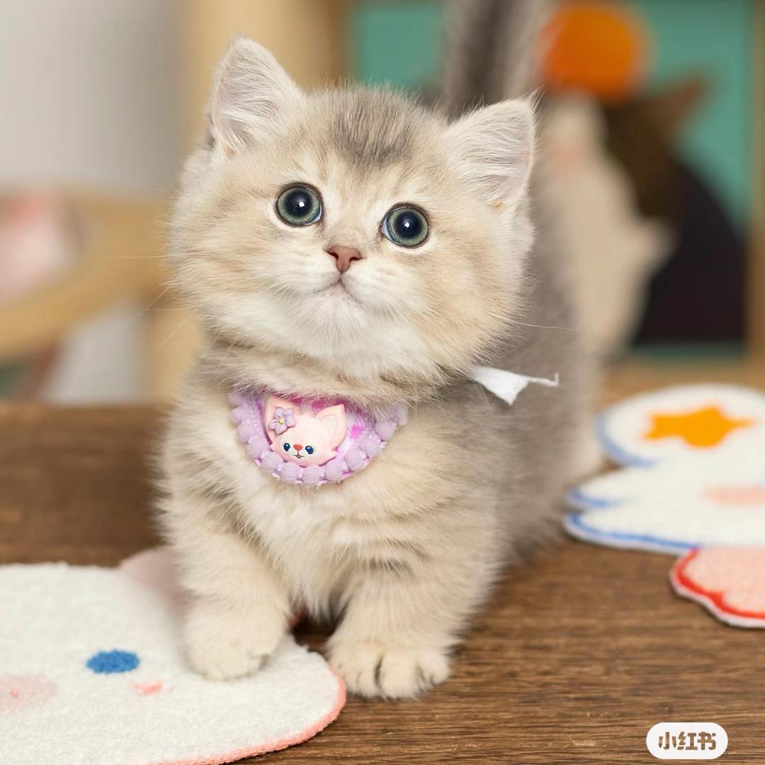 巨蟹座的猫咪♋